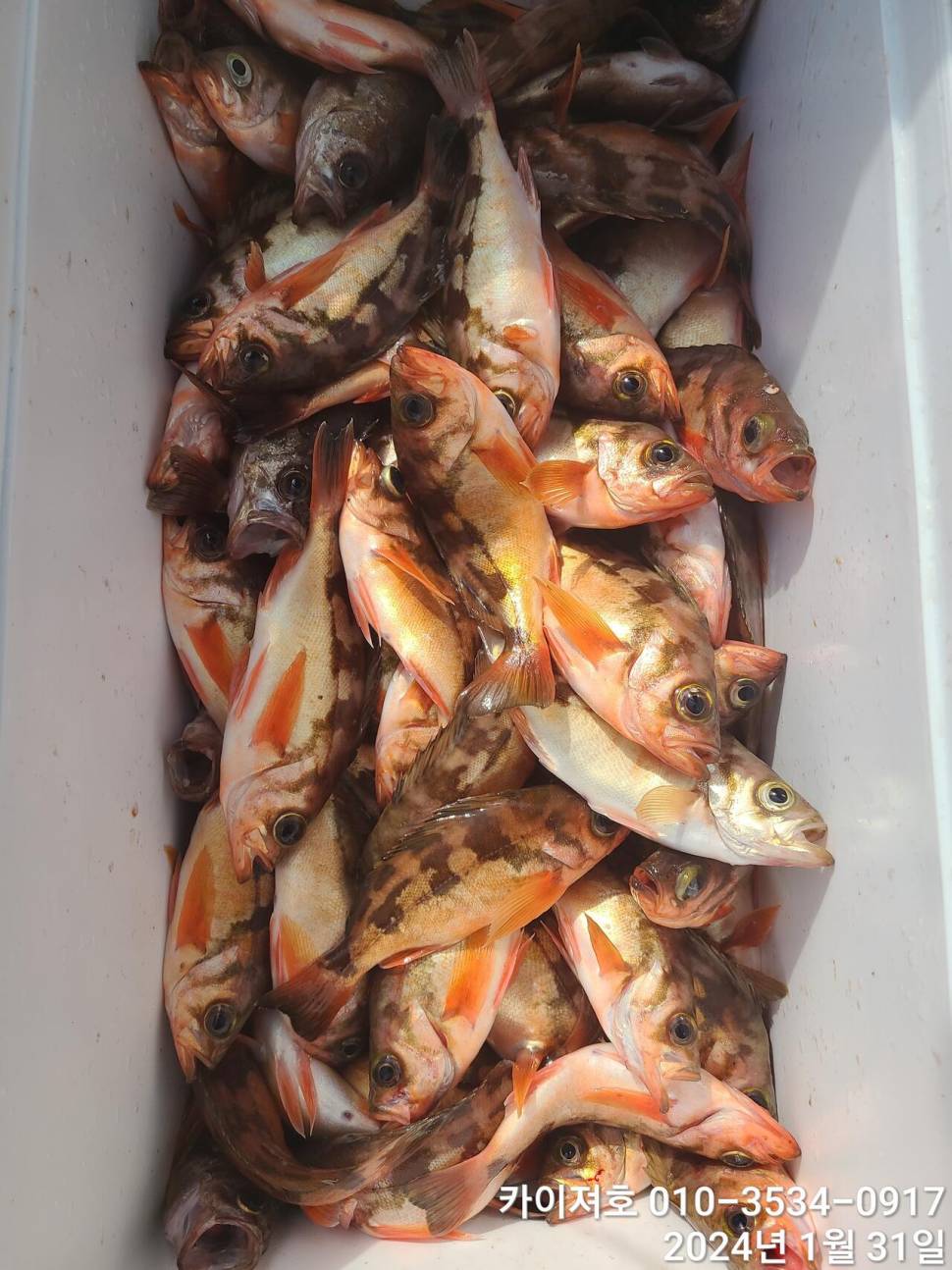 오늘도 볼락열기 만만세 타작 (조황조행기 - 바다선상조황)