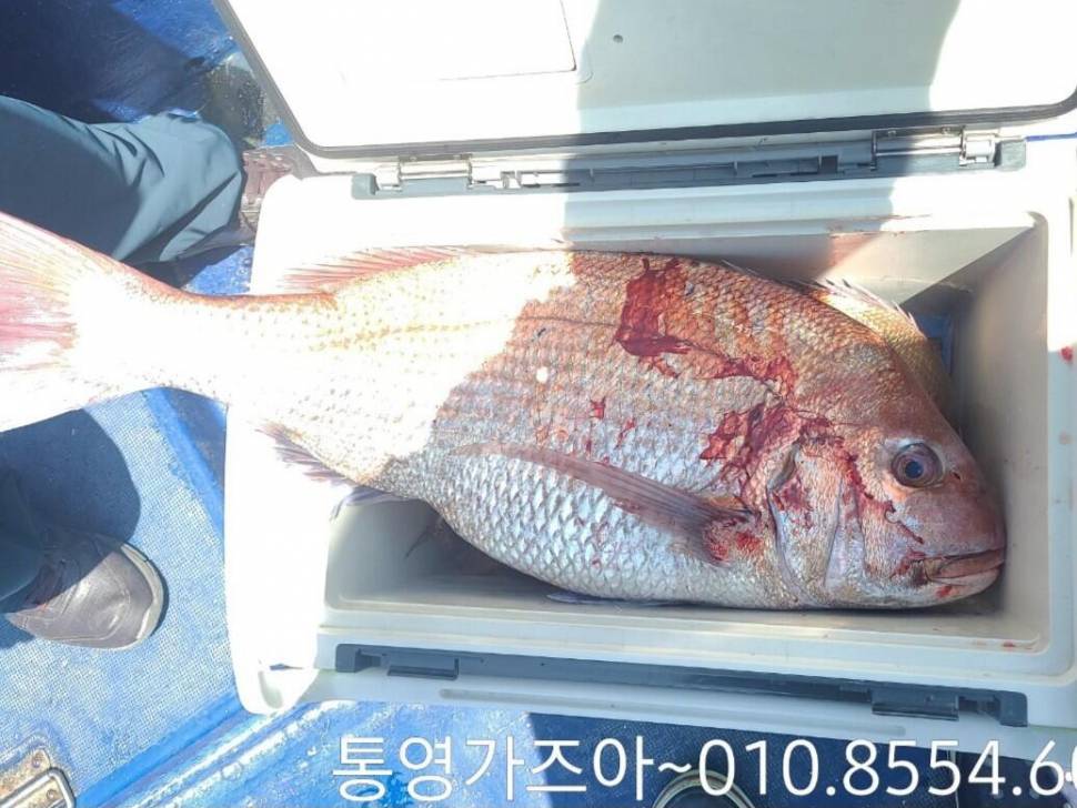 참돔 출조합니다 (조황조행기 - 바다선상조황)