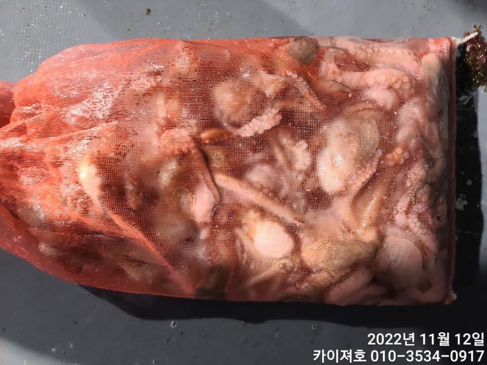 11일 밤 돌문어와의 밀당 (조황조행기 - 바다선상조황)