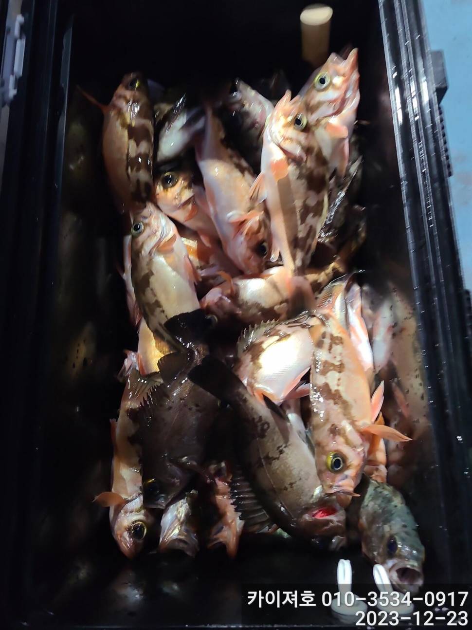 23일 오후 줄줄이 열기 볼락 타작 (조황조행기 - 바다선상조황)