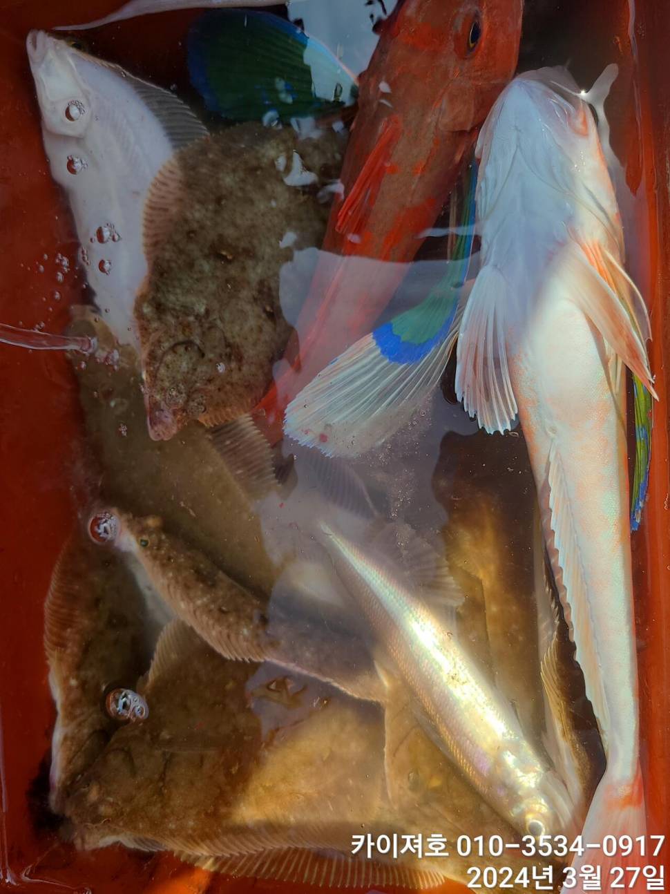 27일오늘도 대폭발 역시나 계속 되는 타작행진 (조황조행기 - 바다선상조황)