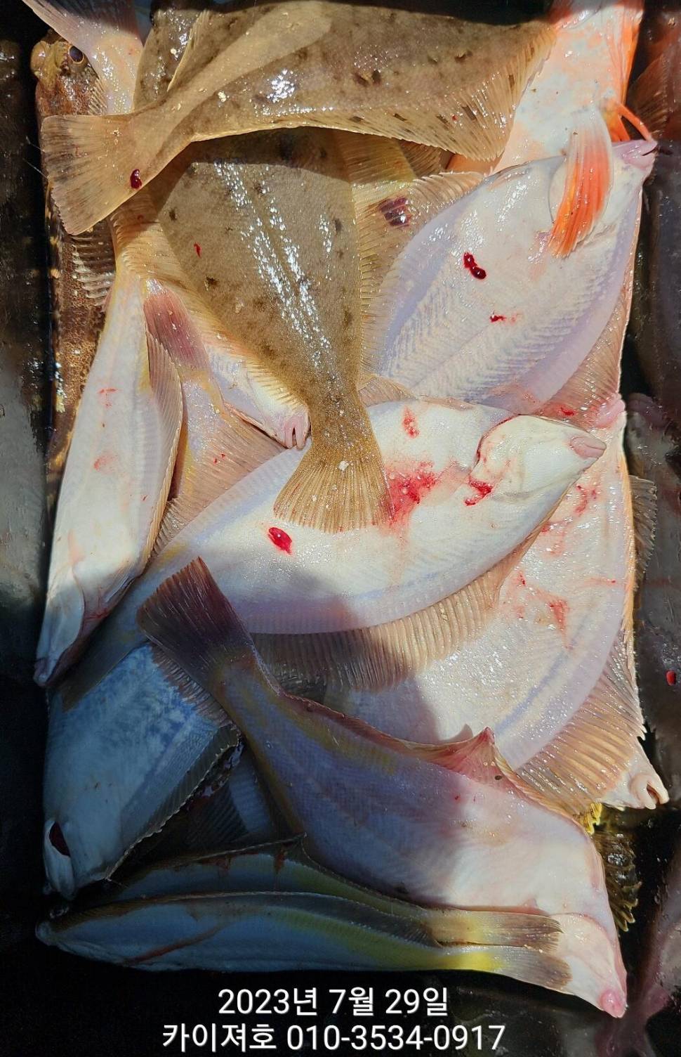 29일오전 도다리가자미 좋네요 시즌종료 임박 (조황조행기 - 바다선상조황)