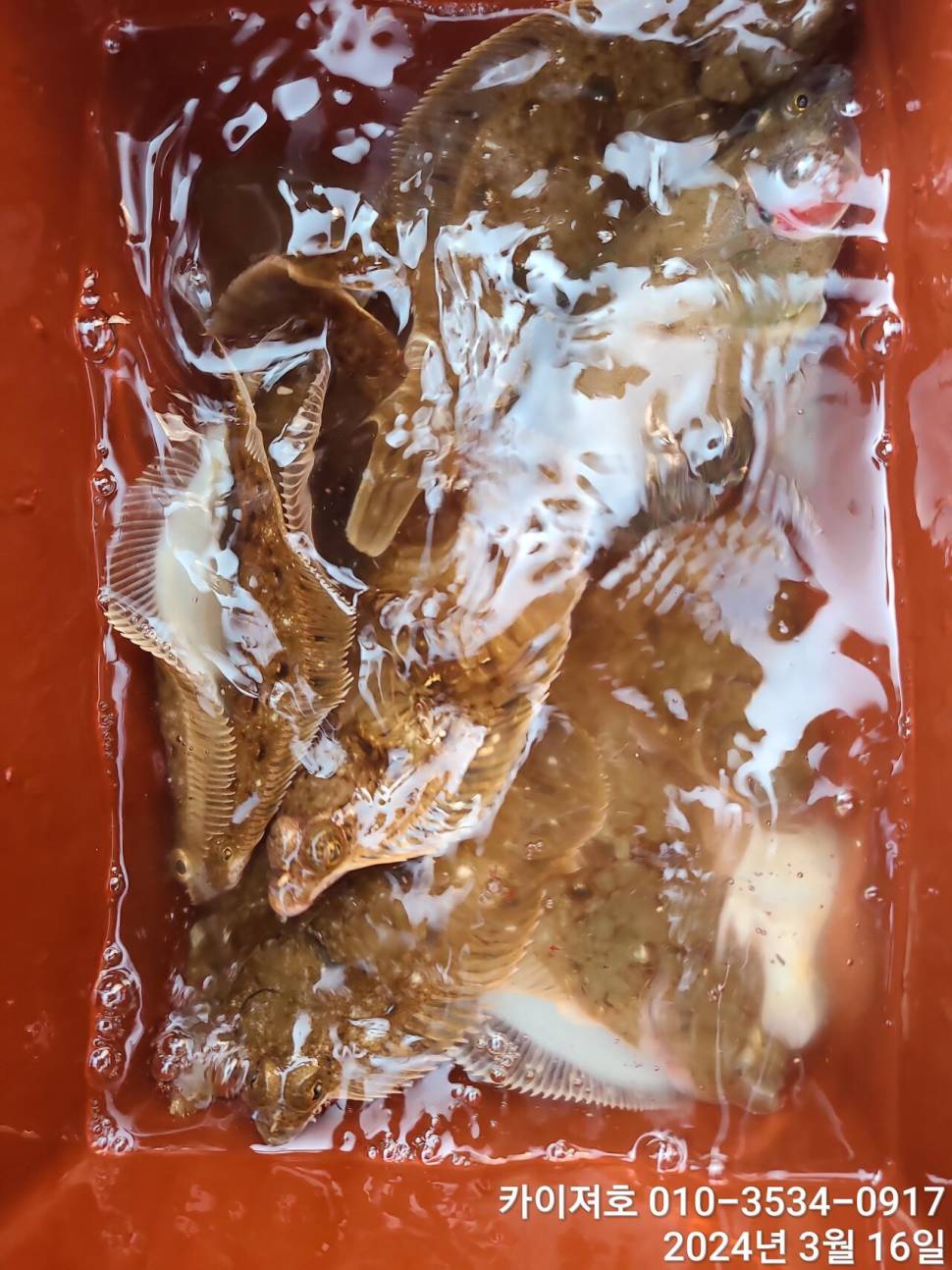 16일오전도 오후도 타작 (조황조행기 - 바다선상조황)