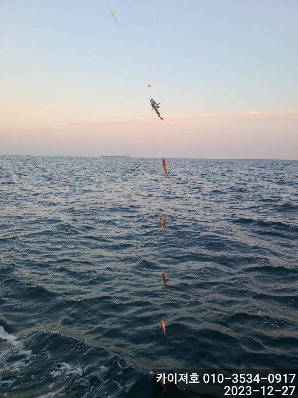 27일 오전 볼락 열기 대 타작 (조황조행기 - 바다선상조황)