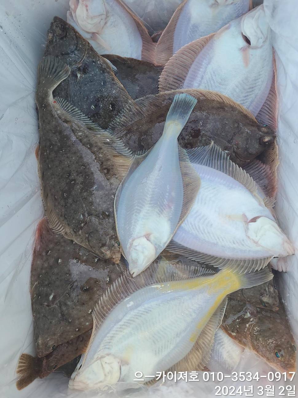 2일 오후 도다리참가자미 대박 입니다 (조황조행기 - 바다선상조황)