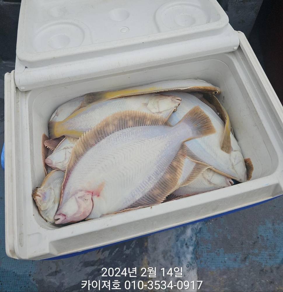 14일왕도다리참가자미 대박볼락열기 목요일 오전 (조황조행기 - 바다선상조황)