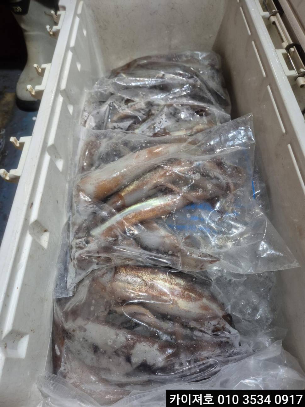 7일야간 오징어 조황 (조황조행기 - 바다선상조황)