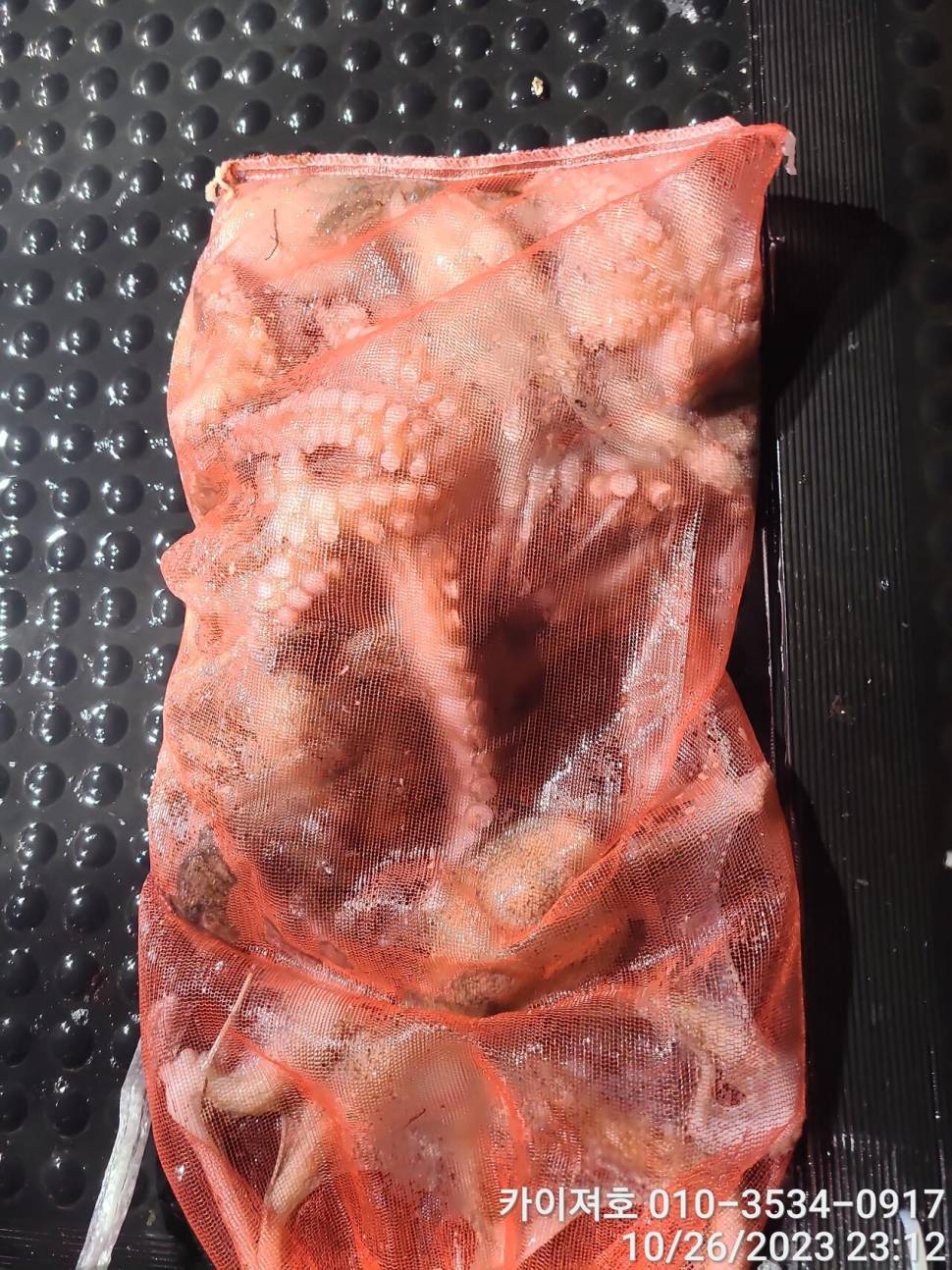 26일포항 돌문어 마릿수도 씨알도 굿 (조황조행기 - 바다선상조황)