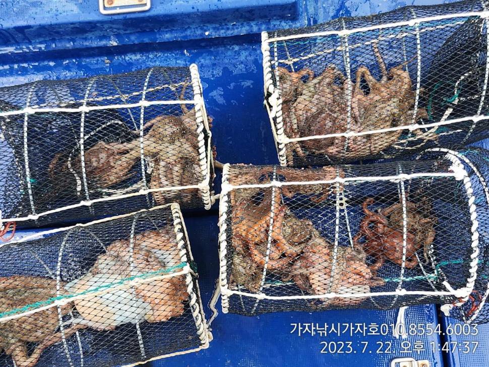 가자호 주말 돌문어 더블히트 (조황조행기 - 바다선상조황)