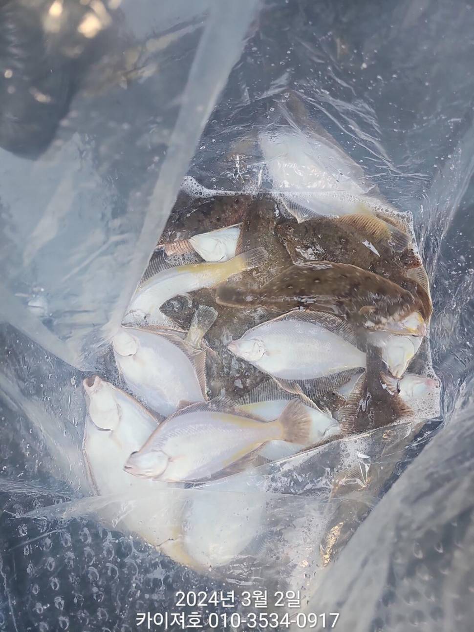 2일 오후 도다리참가자미 대박 입니다 (조황조행기 - 바다선상조황)