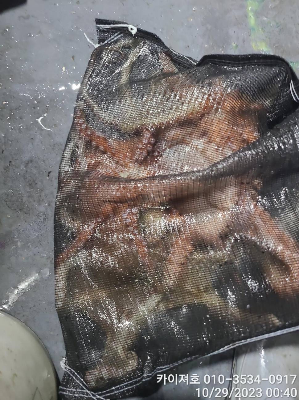 28일포항 야간 돌문어 악조건 속에서도 마릿수 굿 (조황조행기 - 바다선상조황)