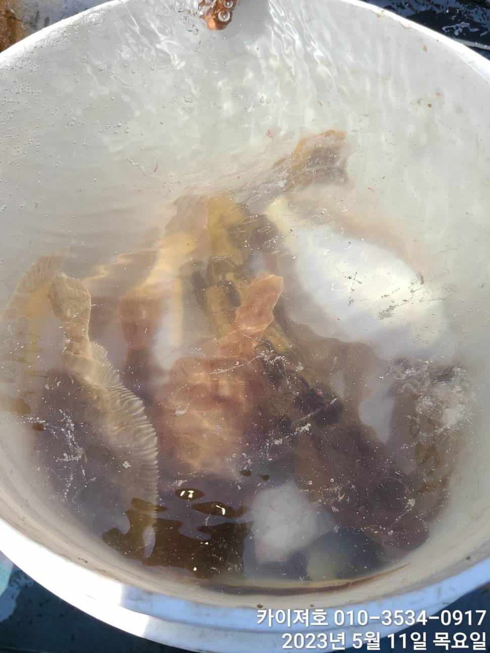 11일오늘도 역시나 마릿수가 많아 (조황조행기 - 바다선상조황)