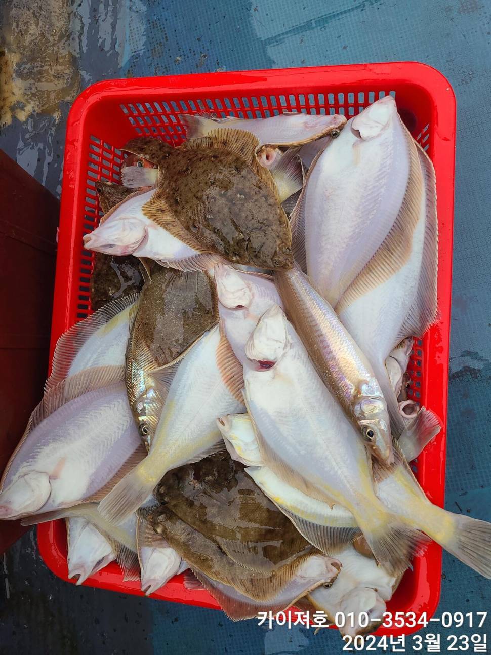 23일오후 대폭발 타작 (조황조행기 - 바다선상조황)