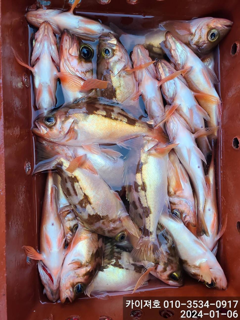 6일오전 볼락열기 줄줄이 두둑합니다 (조황조행기 - 바다선상조황)