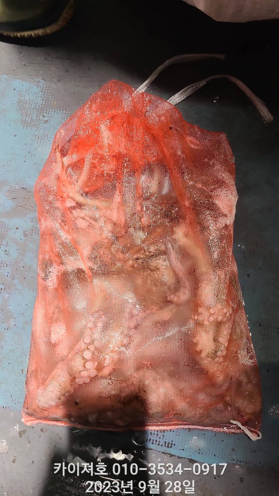 27일밤 돌문어 쫙쫙잘 올라 붙어요 (조황조행기 - 바다선상조황)