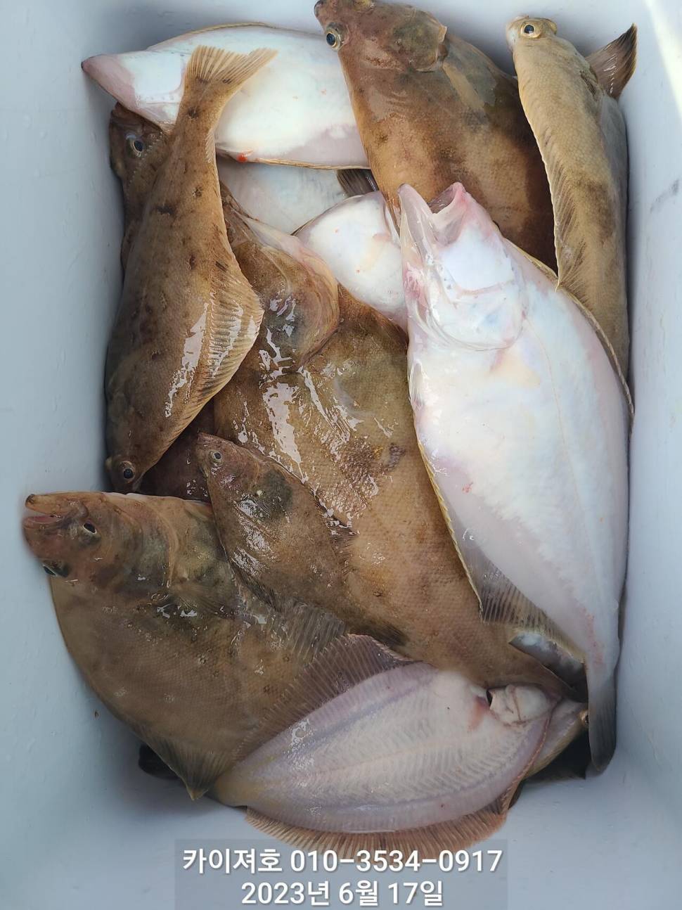 수북히 담아 가실수있는 도다리참가자미 (조황조행기 - 바다선상조황)