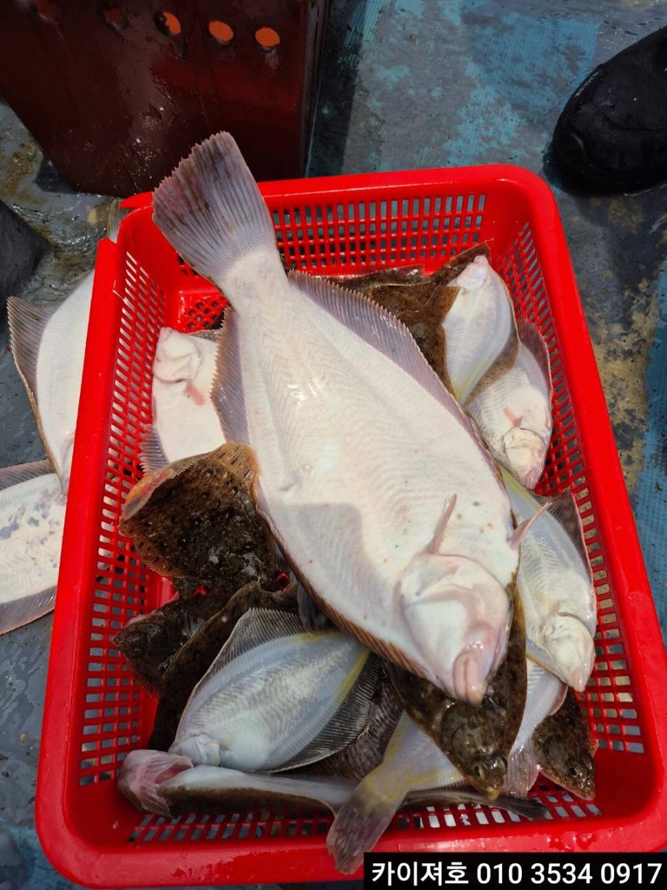6일 도다리참가자미 조황 (조황조행기 - 바다선상조황)