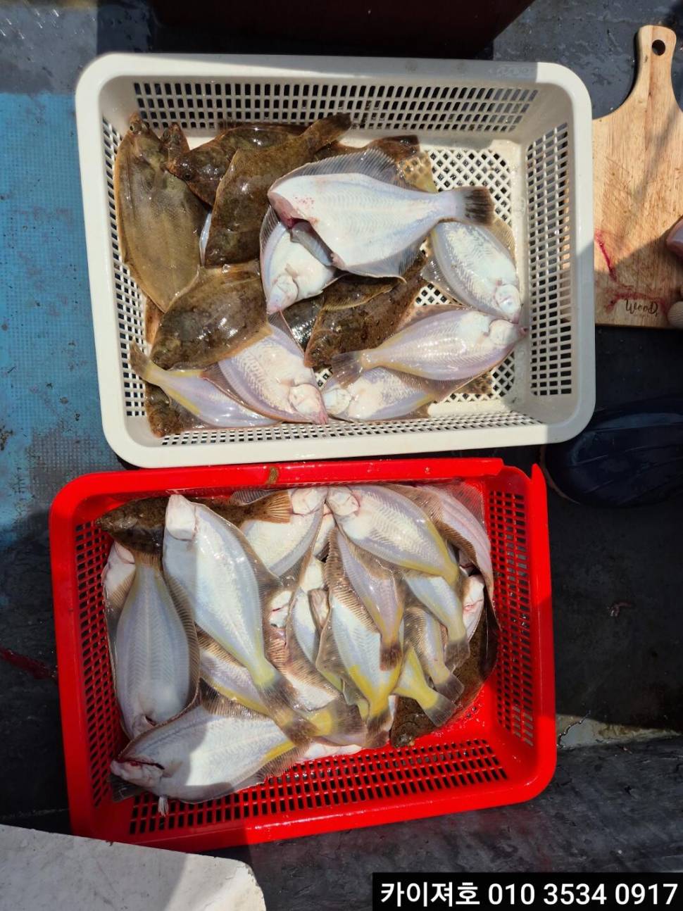 6일 도다리참가자미 조황 (조황조행기 - 바다선상조황)