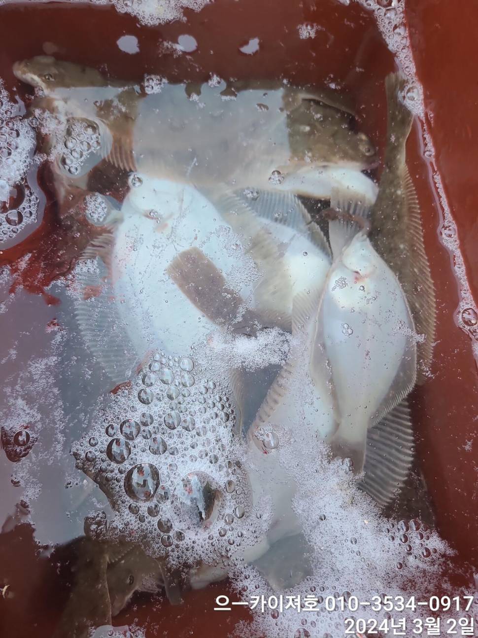 2일 오후 도다리참가자미 대박 입니다 (조황조행기 - 바다선상조황)