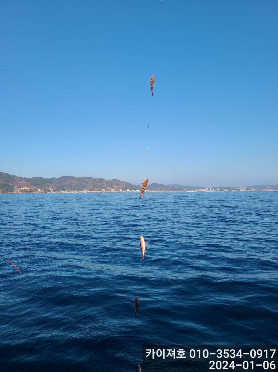 6일오전 볼락열기 줄줄이 두둑합니다 (조황조행기 - 바다선상조황)