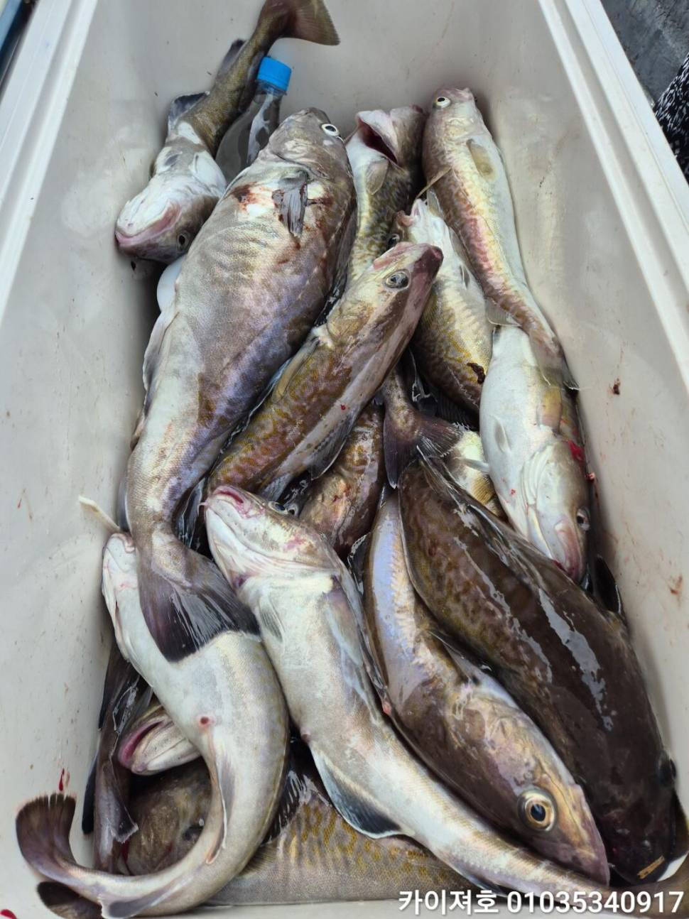 11일대구 대폭팔 타작 (조황조행기 - 바다선상조황)