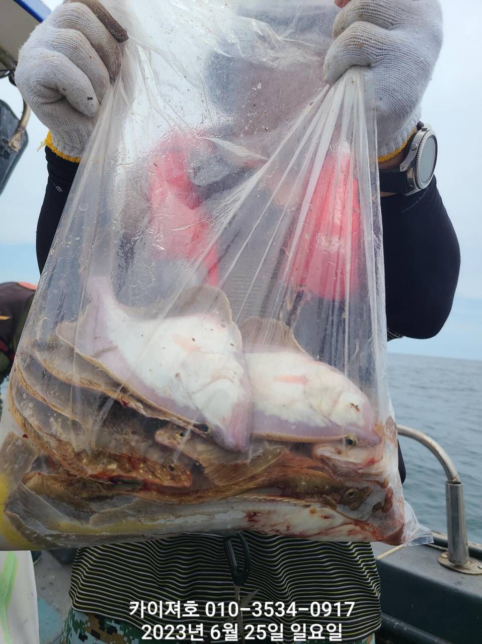 28일오전 도다리차마가자미 우당탕탕탕 (조황조행기 - 바다선상조황)