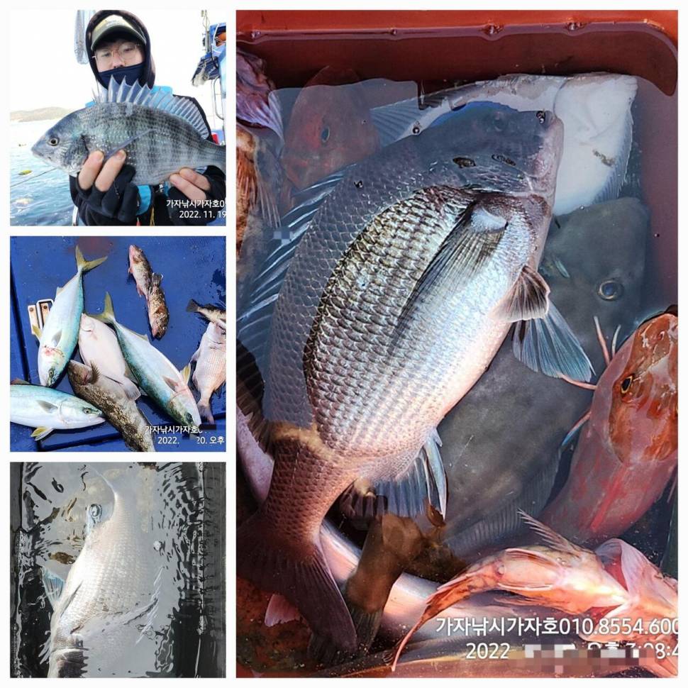 주말 감성돔 (조황조행기 - 바다선상조황)