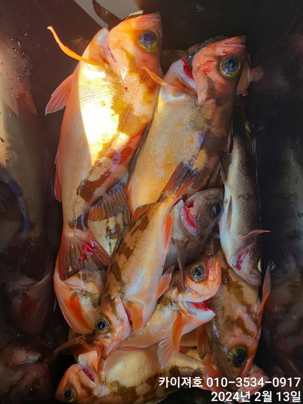 14일왕도다리참가자미 대박볼락열기 목요일 오전 (조황조행기 - 바다선상조황)