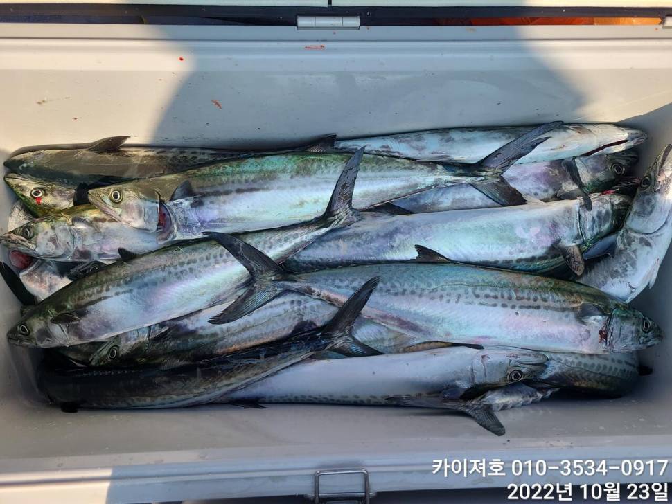 카이져호막잡아 삼치 수목금토 (조황조행기 - 바다선상조황)