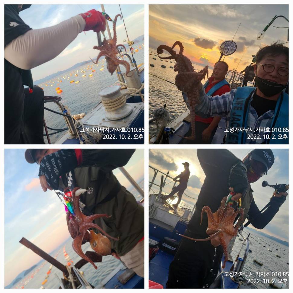 돌문어 마릿수 조황 (조황조행기 - 바다선상조황)