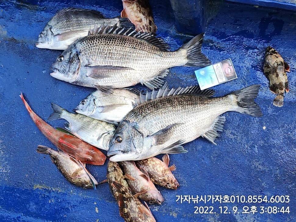 감성돔 조황 (조황조행기 - 바다선상조황)