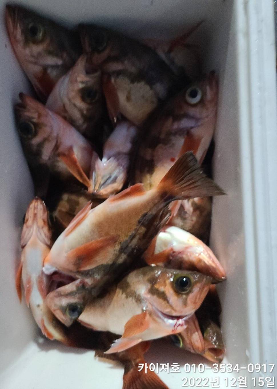 16일 12시 출항왕열기 줄줄이 타오르는 외줄만의 매력 (조황조행기 - 바다선상조황)