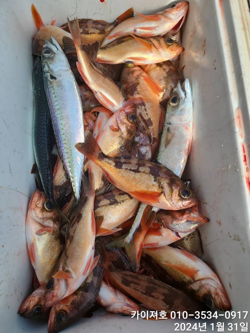 오늘도 볼락열기 만만세 타작 (조황조행기 - 바다선상조황)