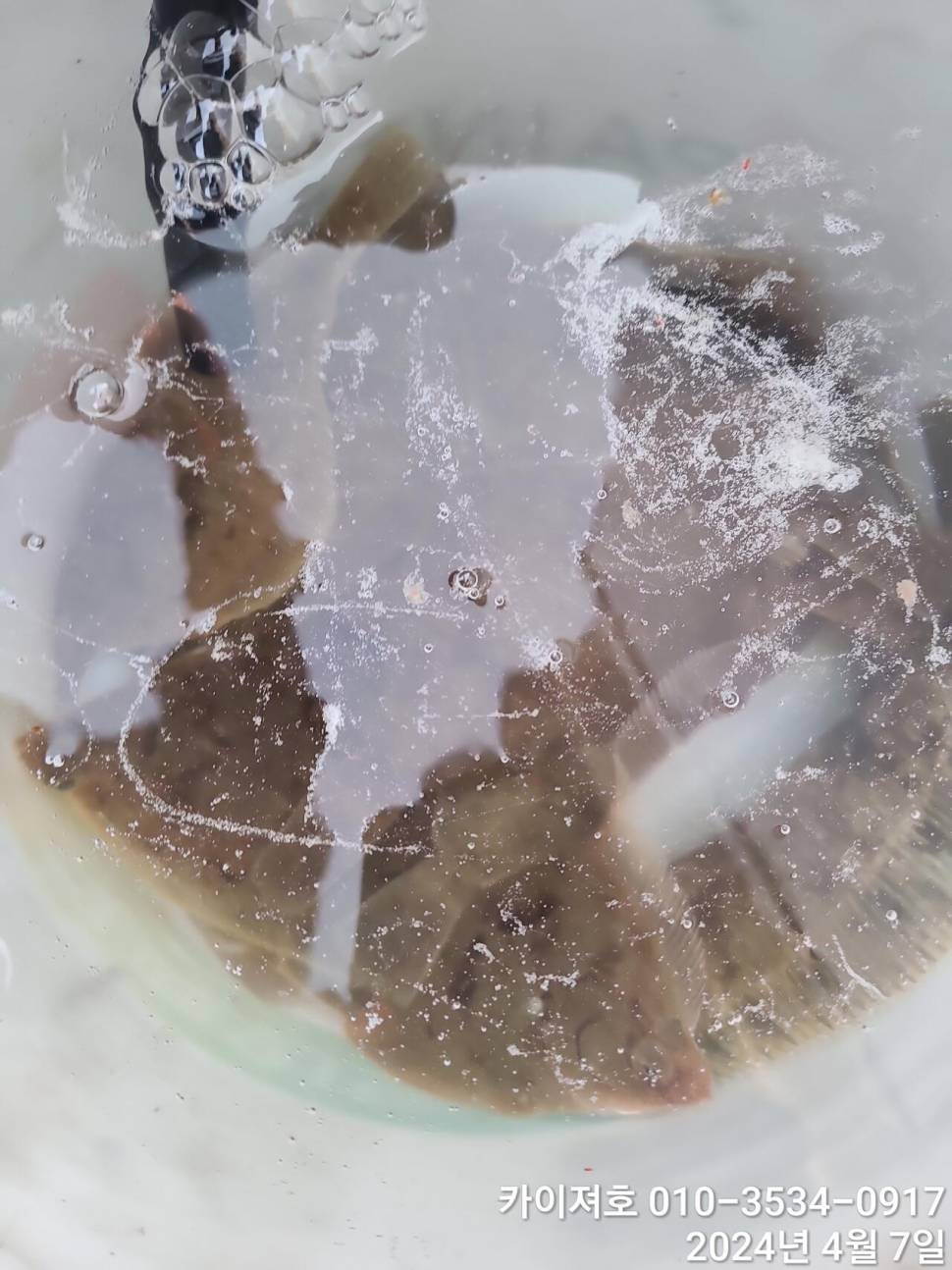 7일 오전 오후마릿수 씨알 대 폭팔 (조황조행기 - 바다선상조황)