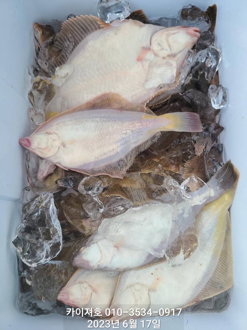 수북히 담아 가실수있는 도다리참가자미 (조황조행기 - 바다선상조황)
