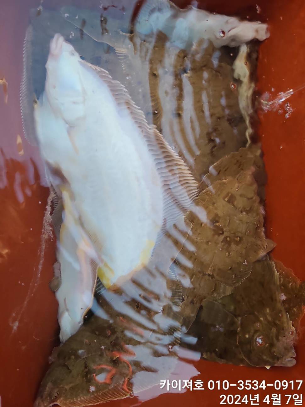 7일 오전 오후마릿수 씨알 대 폭팔 (조황조행기 - 바다선상조황)