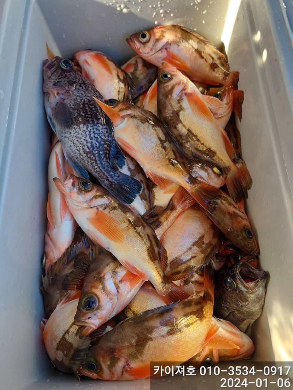 6일오전 볼락열기 줄줄이 두둑합니다 (조황조행기 - 바다선상조황)