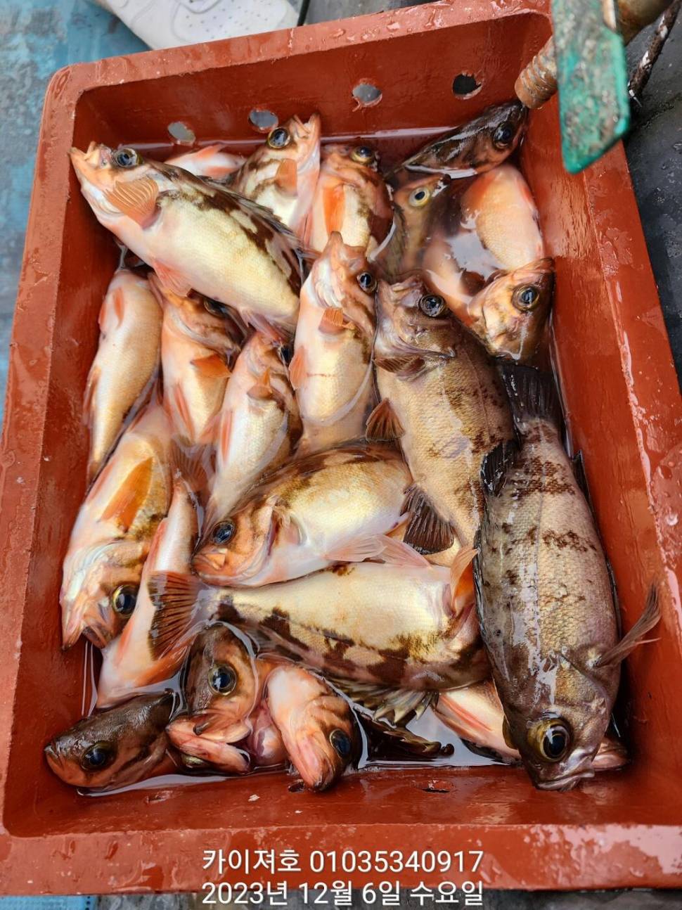 줄줄이 알사탕 열기 엄청 나옵니다 금요일 여유자리 (조황조행기 - 바다선상조황)