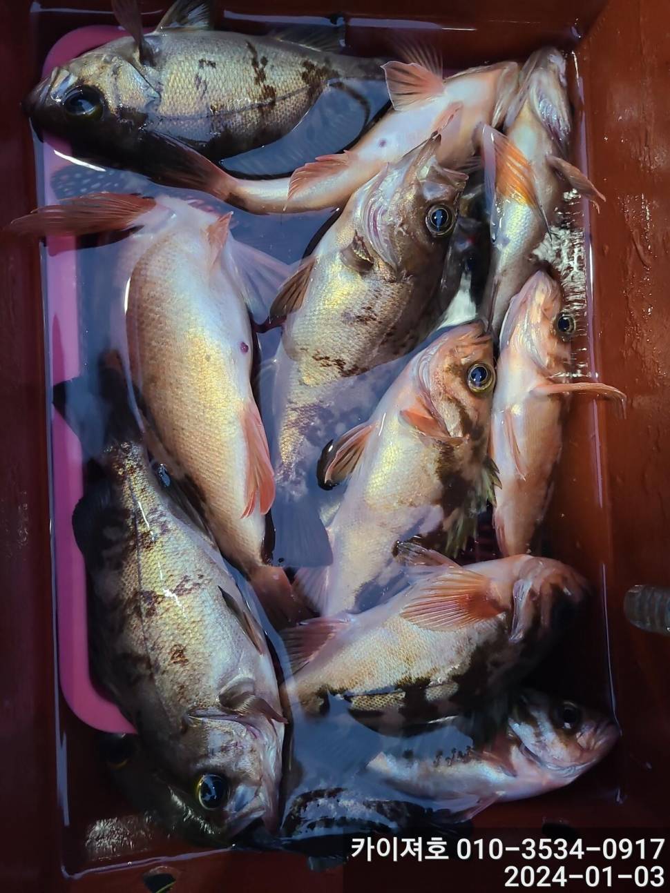 3일오전 완전 쓸어 담았네 왕볼락 볼락 열기 (조황조행기 - 바다선상조황)