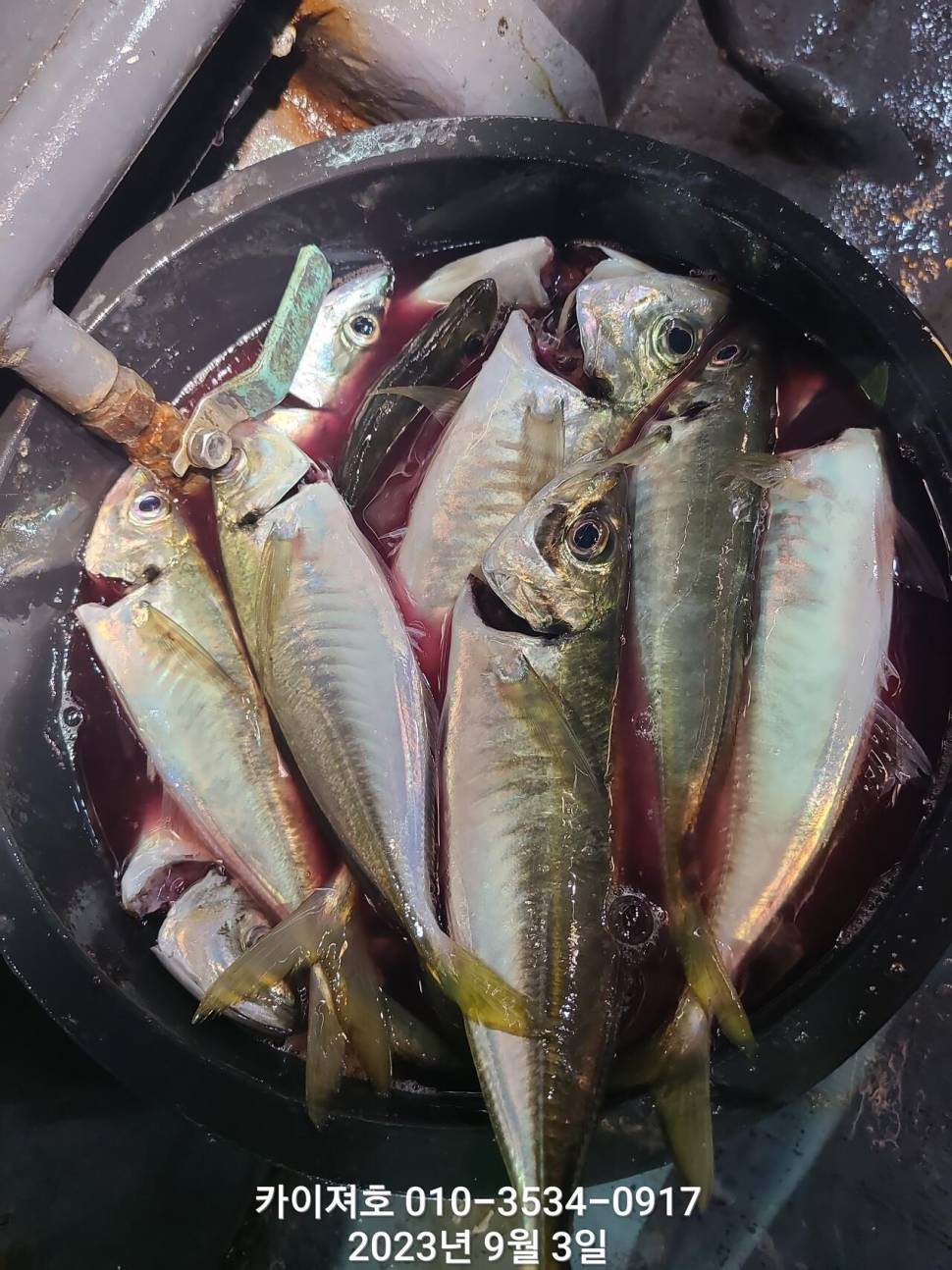 대삼치대전갱이 최근 폭팔적인 조황 (조황조행기 - 바다선상조황)
