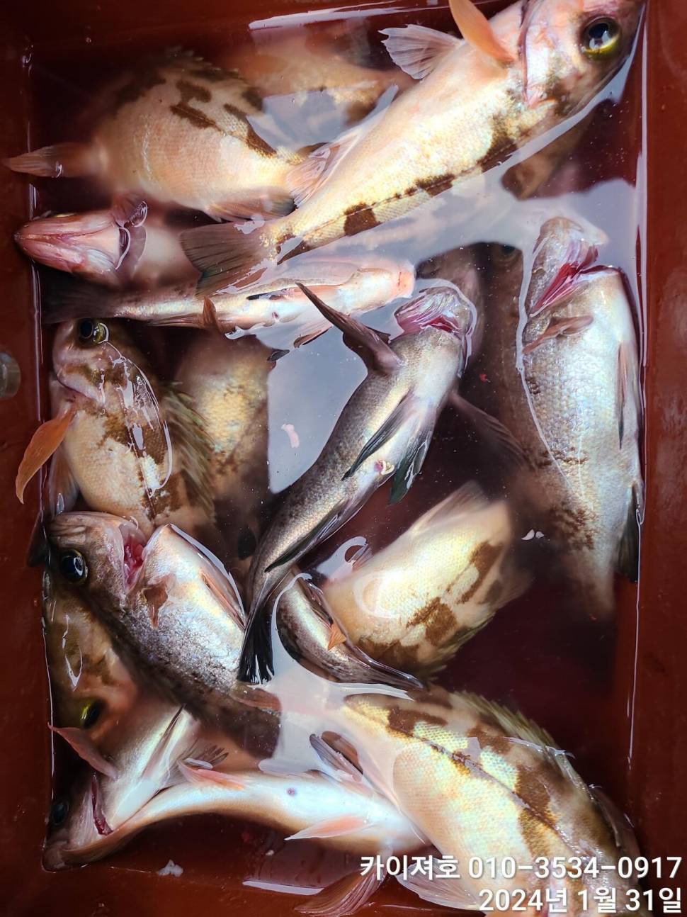 오늘도 볼락열기 만만세 타작 (조황조행기 - 바다선상조황)
