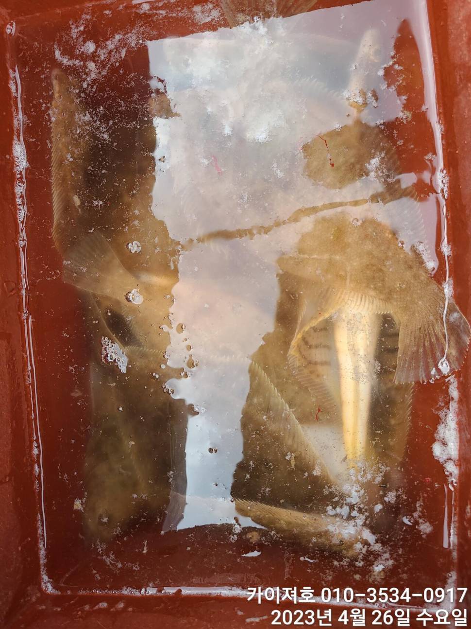 26일마릿수 장난 아닙니다 최고 (조황조행기 - 바다선상조황)