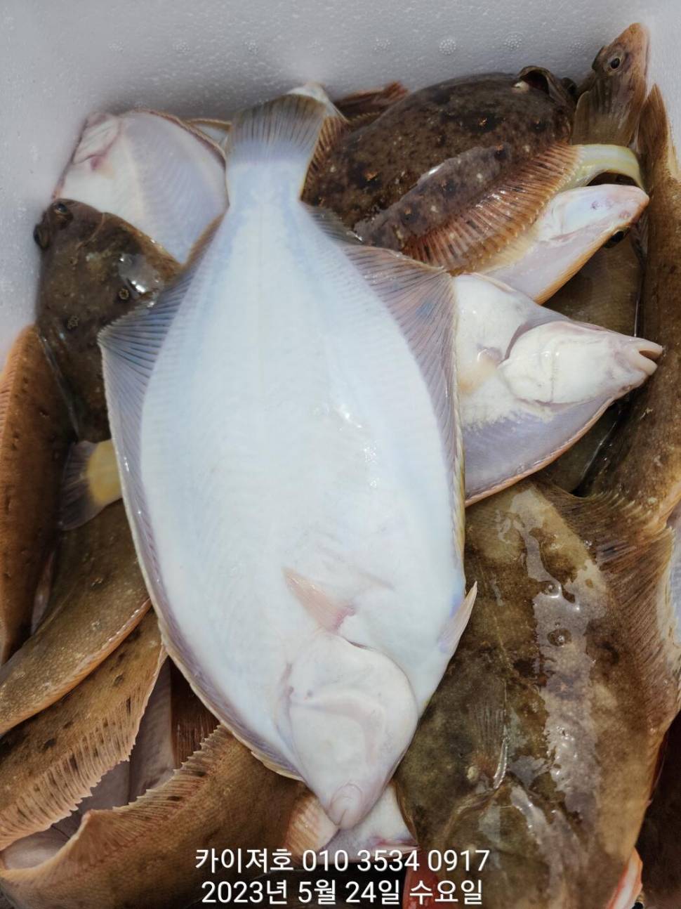 24일왕도다리참가자미 퍼퍼퍼왔어요ㅎ (조황조행기 - 바다선상조황)
