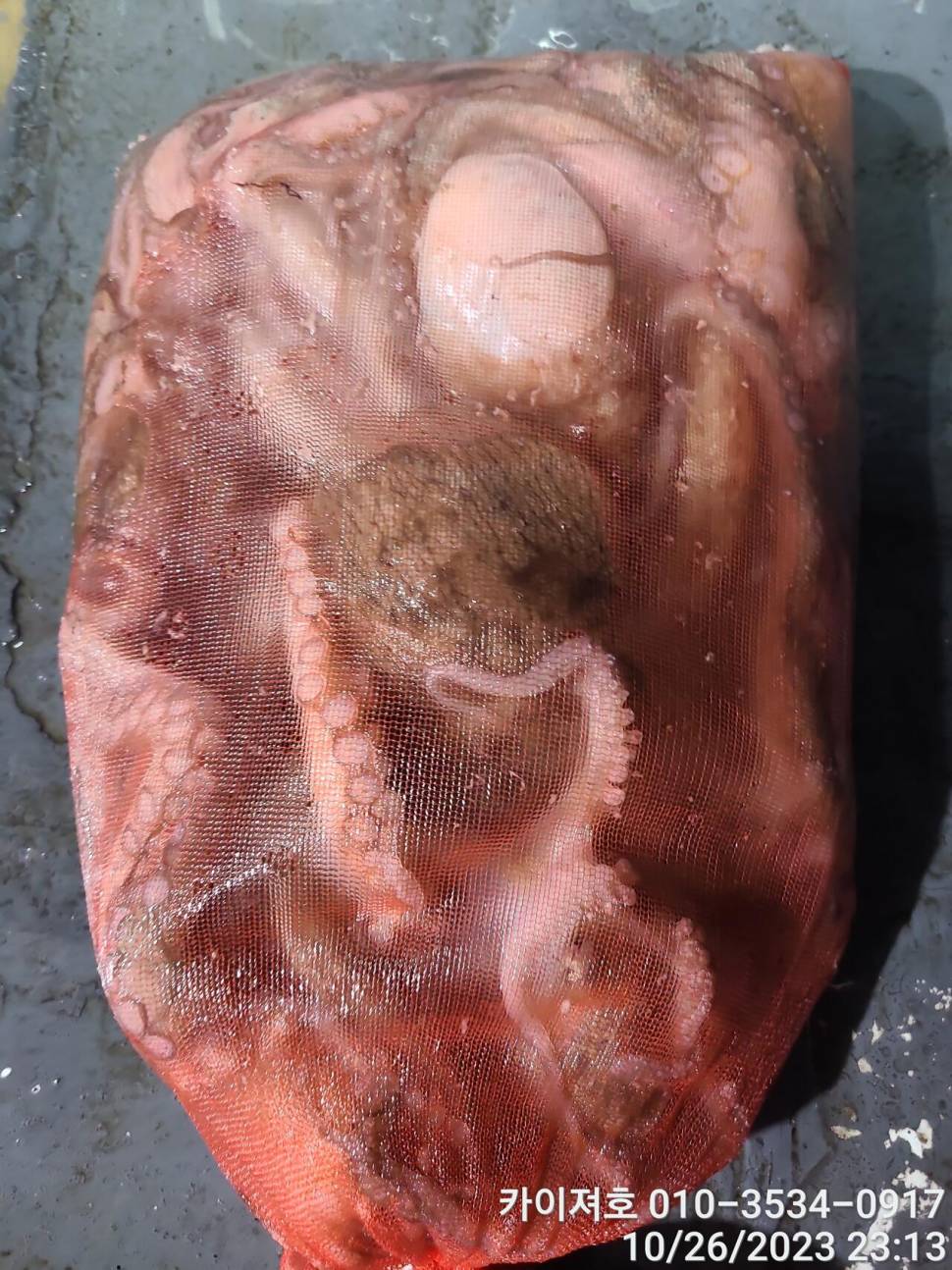 26일포항 돌문어 마릿수도 씨알도 굿 (조황조행기 - 바다선상조황)