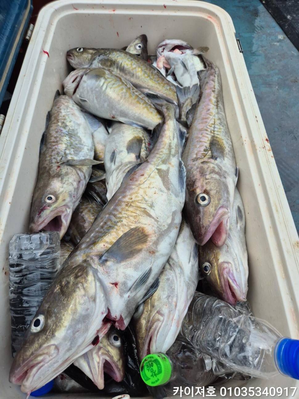 11일대구 대폭팔 타작 (조황조행기 - 바다선상조황)