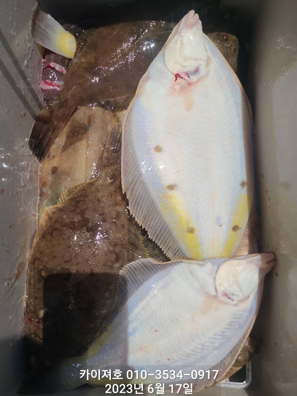 수북히 담아 가실수있는 도다리참가자미 (조황조행기 - 바다선상조황)