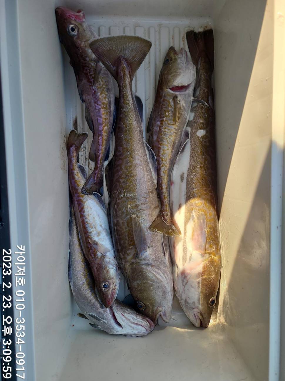 23일 포항 왕대구 장원20여수 (조황조행기 - 바다선상조황)