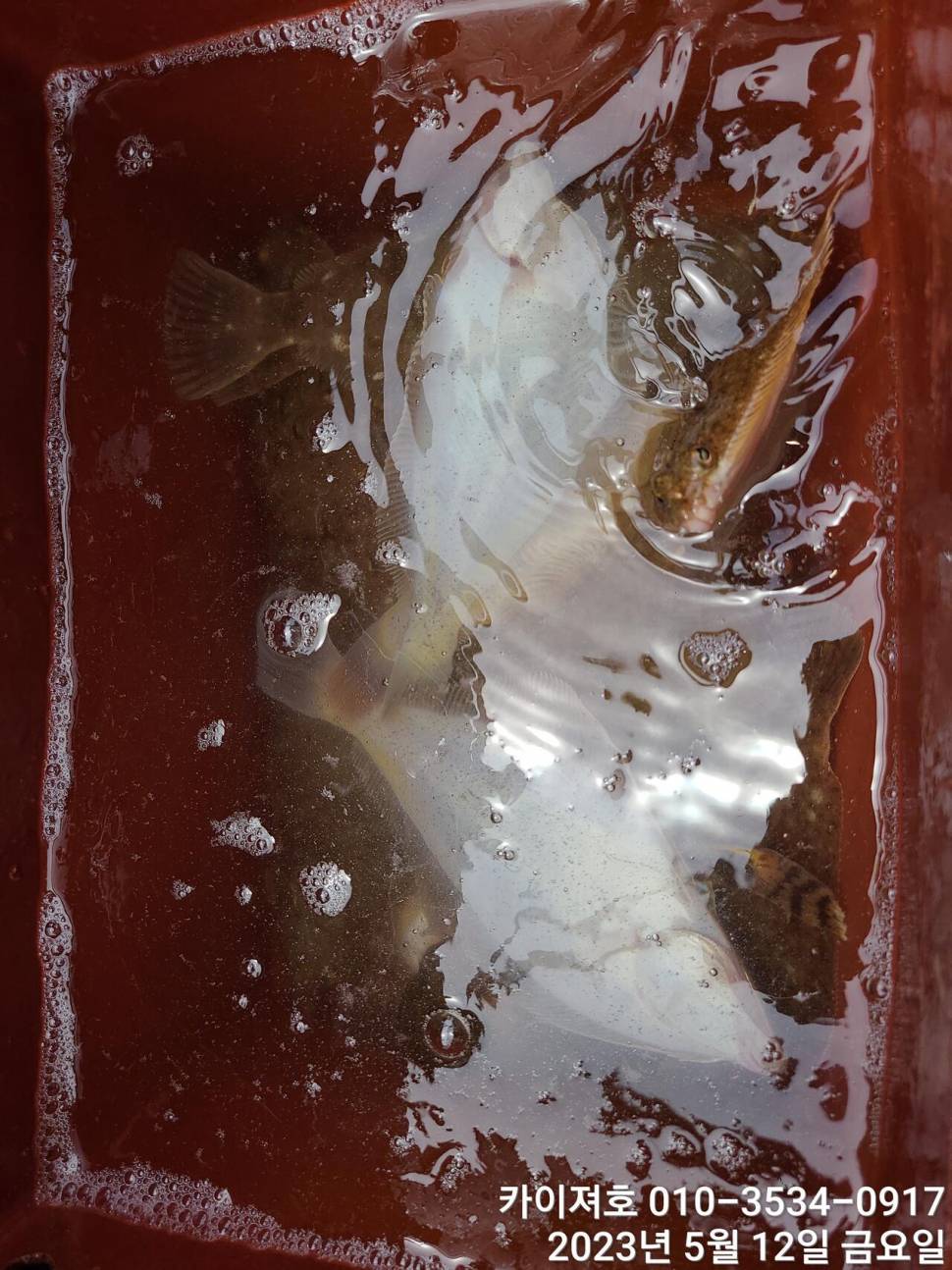 12일오늘도 마릿수 폭팔 두둑 합니다ㅎ (조황조행기 - 바다선상조황)