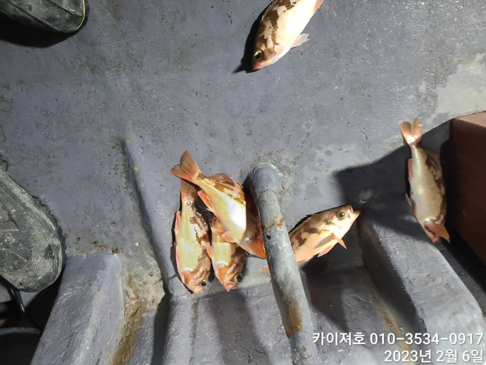 6일 초반 폭풍 입질 후반부터 조류가 딱 섯어 예민 (조황조행기 - 바다선상조황)