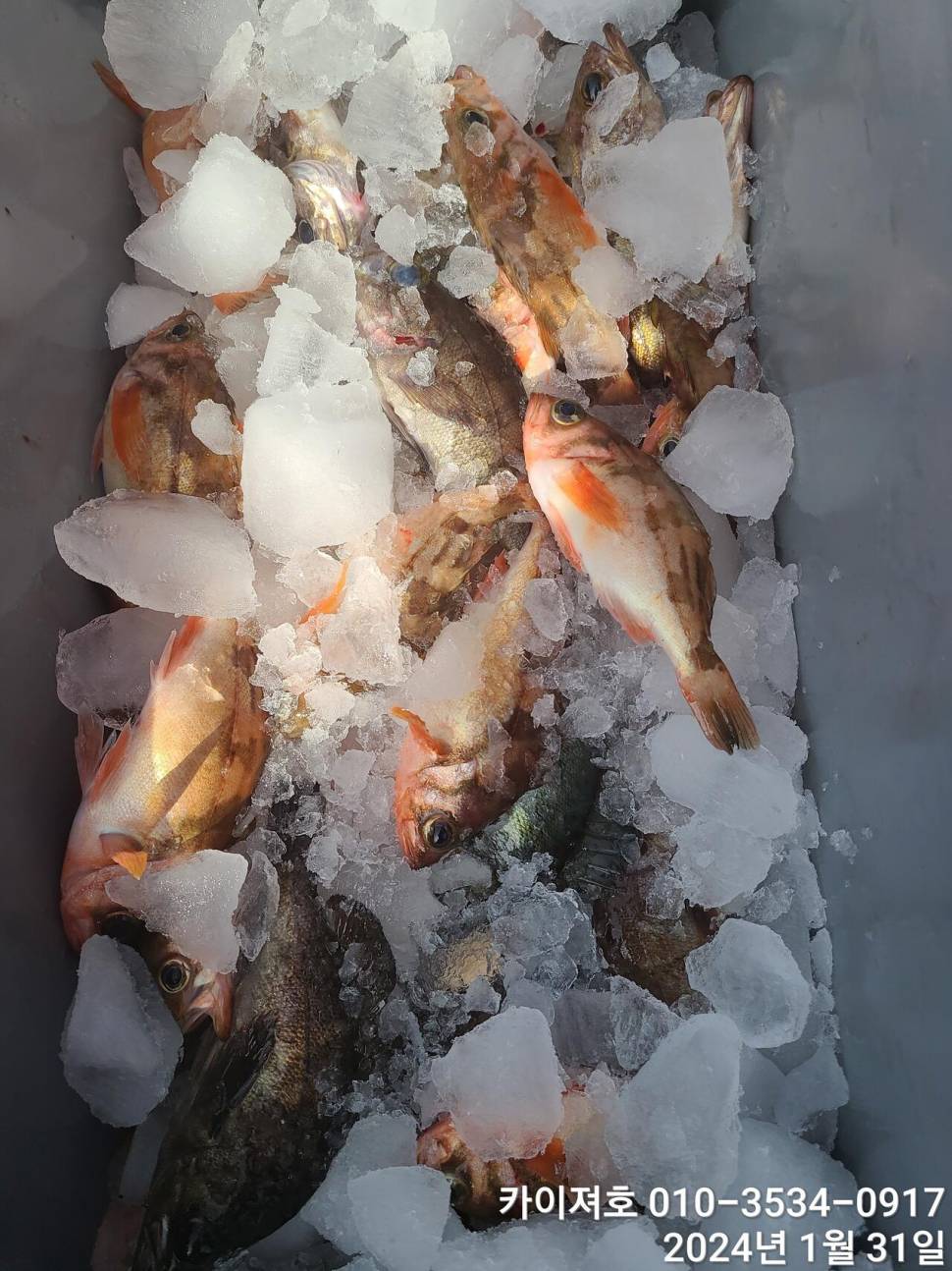 오늘도 볼락열기 만만세 타작 (조황조행기 - 바다선상조황)